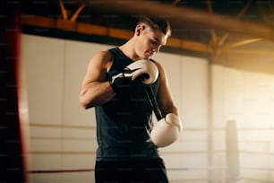 Young boxes preparing for sports training and adjusting his gloves in boxing ring.