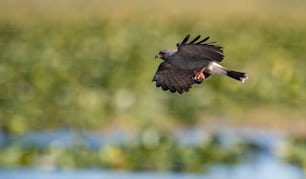 A snail kite in southern Florida