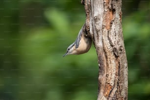 Beautiful Nuthatch bird Sitta Sittidae on tree stump in woodland landscape setting