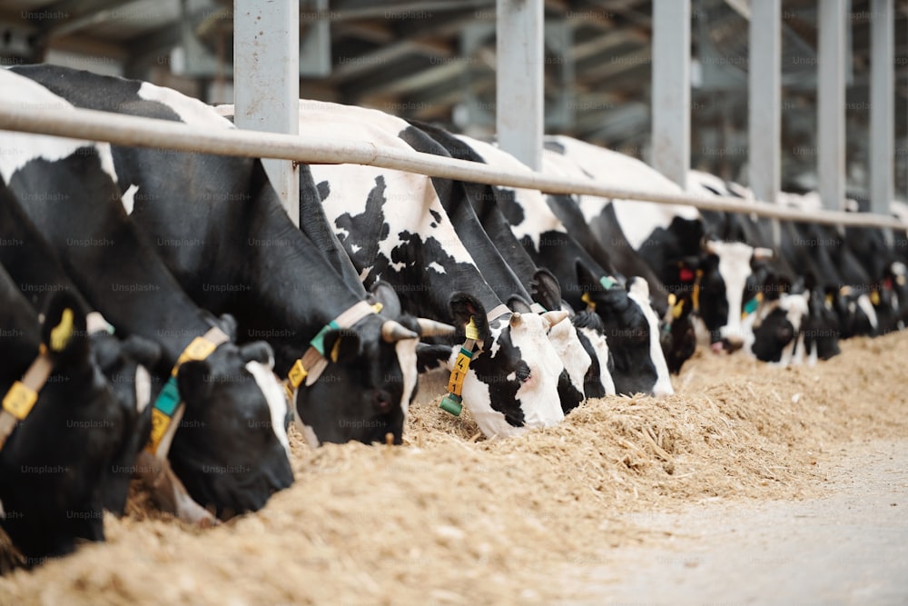 Longa fileira de vacas leiteiras pretas e brancas de pé atrás da cerca em estábulo enquanto comem feno fresco dentro da fazenda de animais