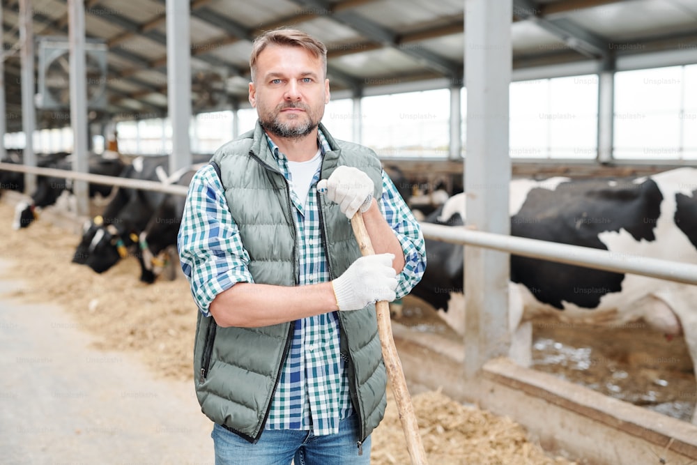Bearded mature man in workwear and protective gloves holding hayfork while standing by cowshed with group of milk cows