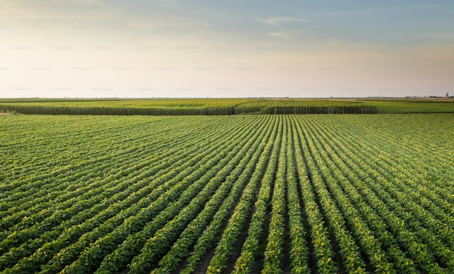Crop Field