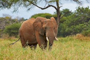 Afrikanischer Elefant (Loxodonta africana) wandert alleine in der grasbewachsenen Savanne Tansanias.