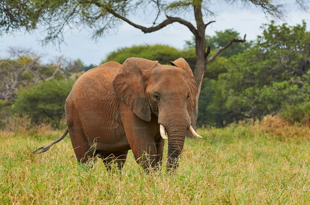 アフリカゾウ(Loxodonta africana)は、タンザニアの草が茂ったサバンナを一人で歩いています。