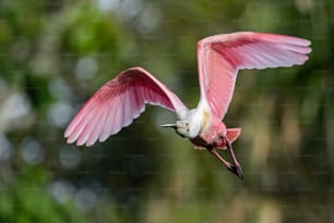 Roseate Spoonbill in Florida