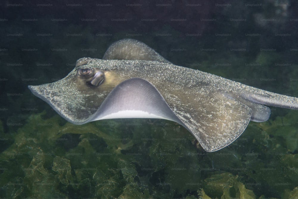 A Stingray in Black Sea in Turkey