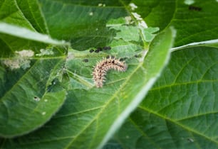 Caterpillars pest eating the soybean leaves