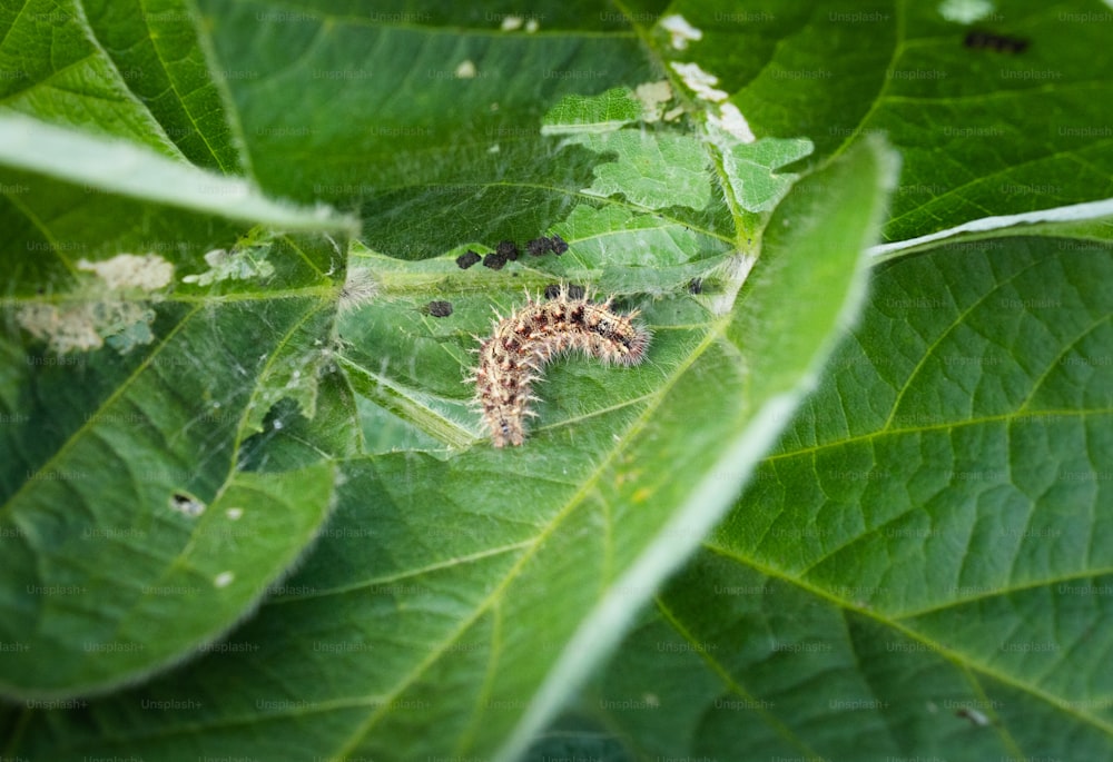 Caterpillars pest eating the soybean leaves