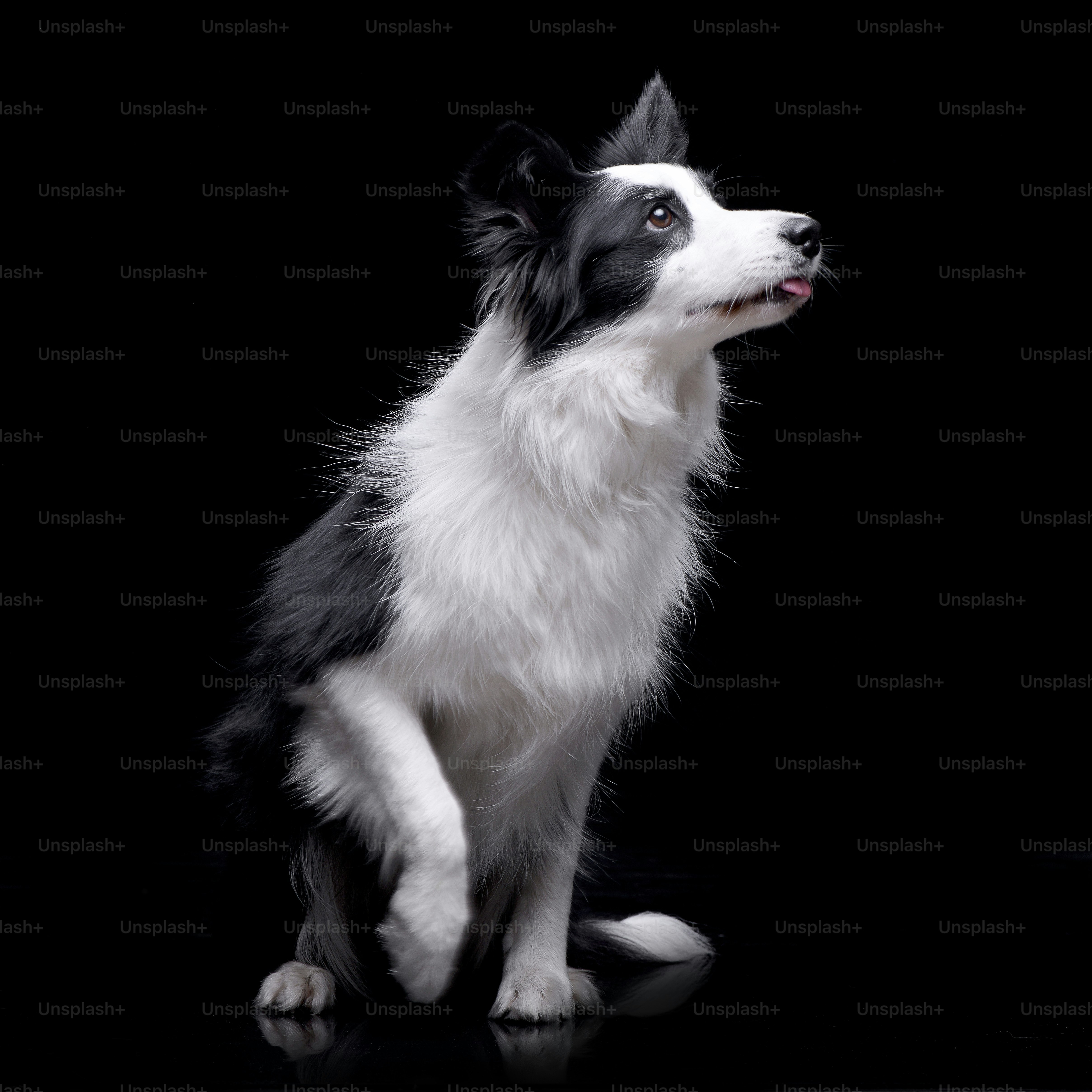 border collie