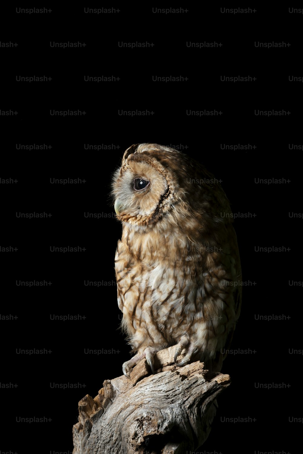 Retrato bonito de Tawny Owl Strix Aluco isolado no preto no cenário do estúdio com iluminação dramática