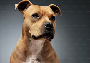 Portrait of an adorable American Staffordshire Terrier looking curiously - studio shot, isolated on grey background.