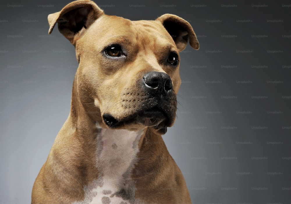 Portrait of an adorable American Staffordshire Terrier looking curiously - studio shot, isolated on grey background.