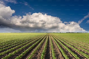Immagine di nuvole cariche di pioggia che arrivano su una grande piantagione di soia