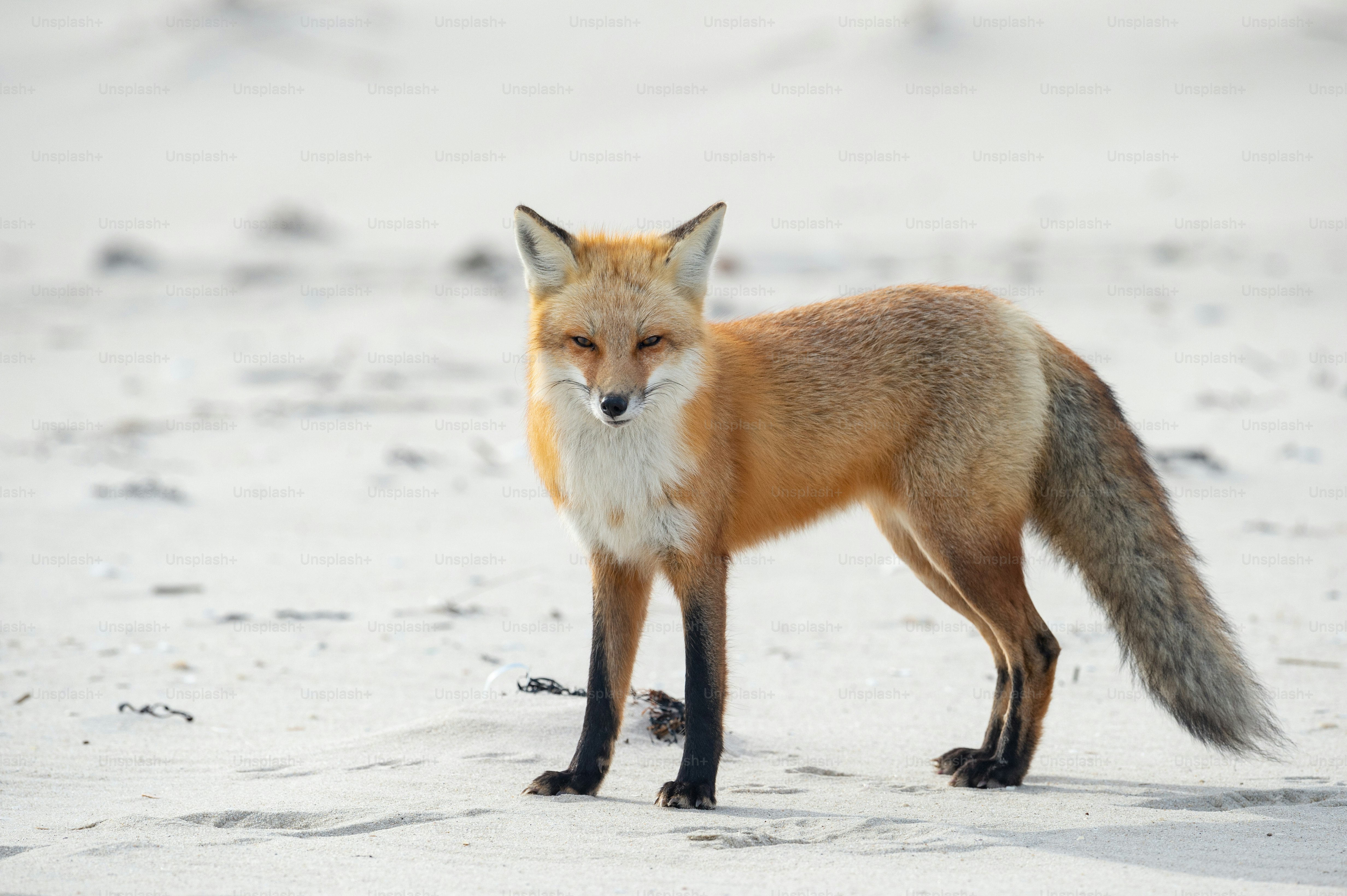 A red fox in New Jersey