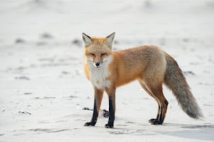 A red fox in New Jersey