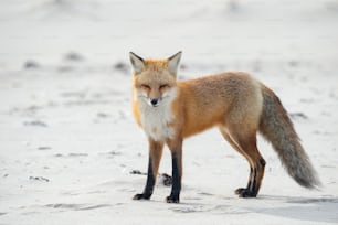 Uma raposa vermelha em Nova Jersey