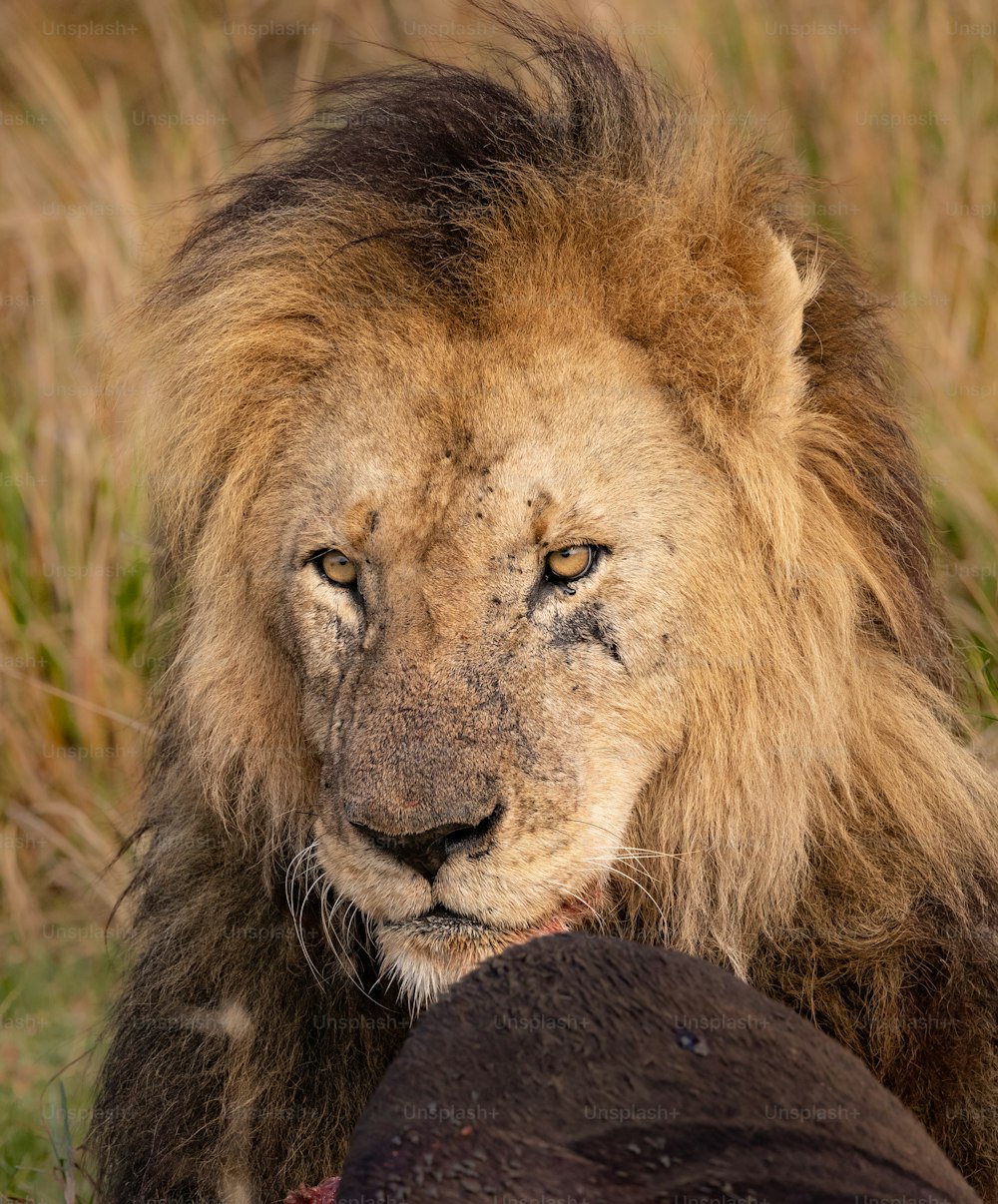 Um retrato do leão no Maasai Mara, África