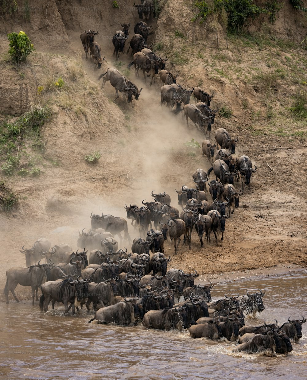 A migração de gnus na África