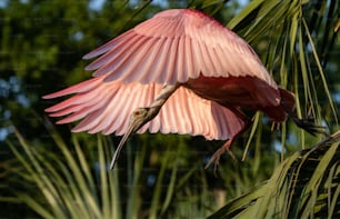 플로리다의 장미 빛 저어새