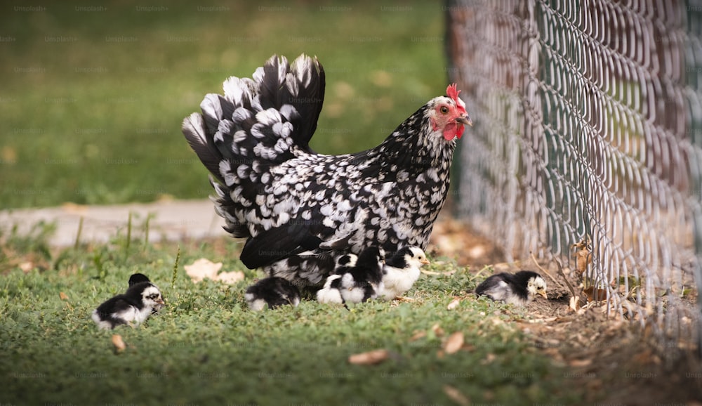 Glousser des poules et des poussins dans l’herbe dans une ferme.