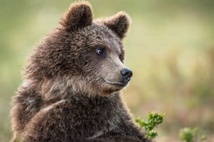 Close up retrato do filhote de urso pardo. Nome científico: Ursus Arctos. Habitat natural, temporada de verão.