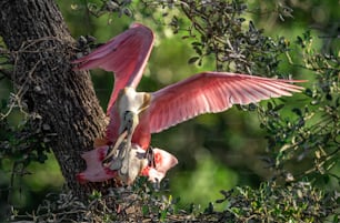 Roseate Spoonbill in Florida