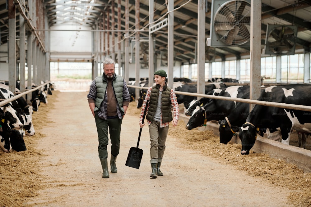 Mature male owner of animal farm talking to teenage boy and laughing while moving along aisle between paddocks with purebred milk cows