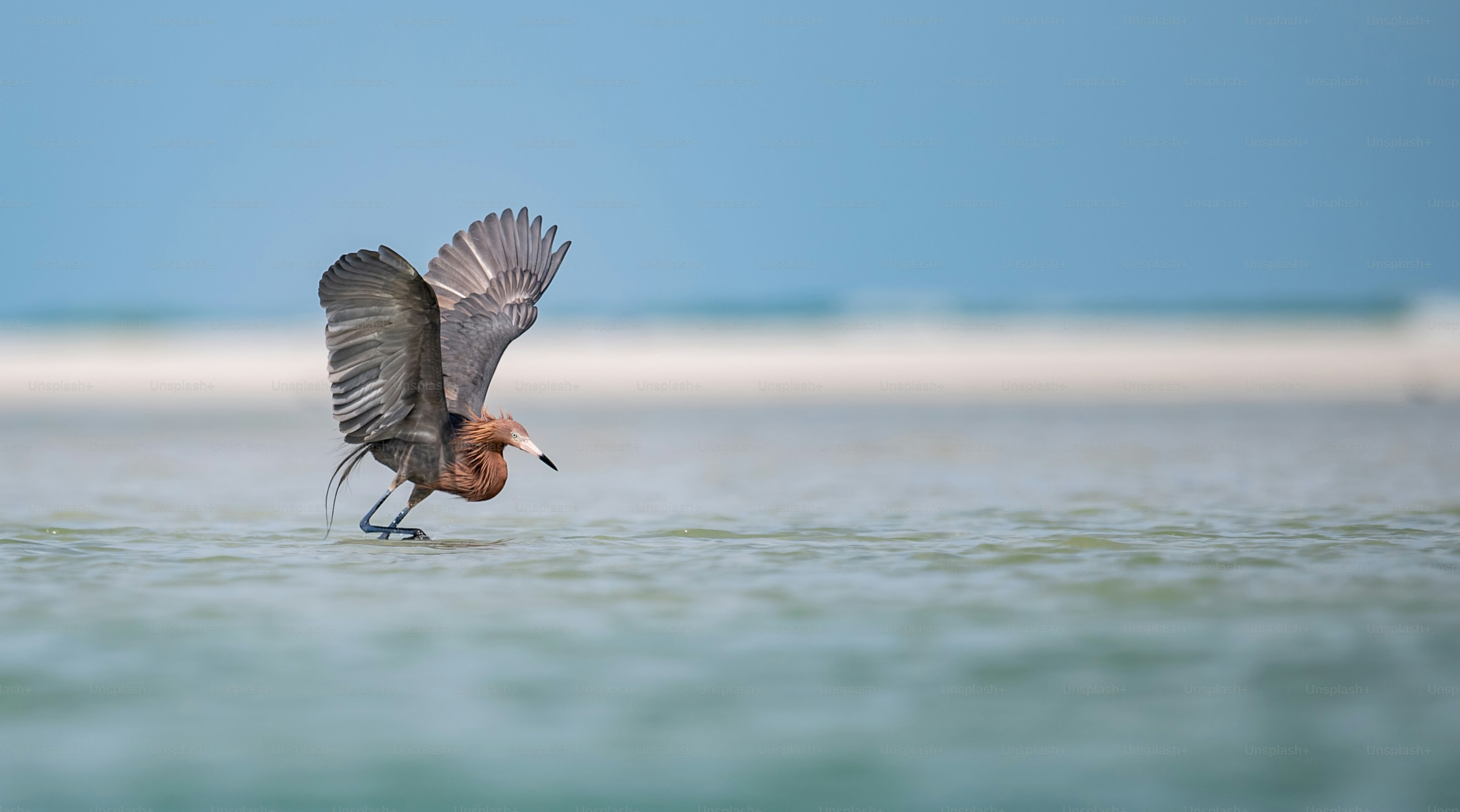 Garceta rojiza en el norte de Florida