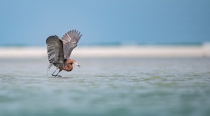 Reddish egret in Northern Florida