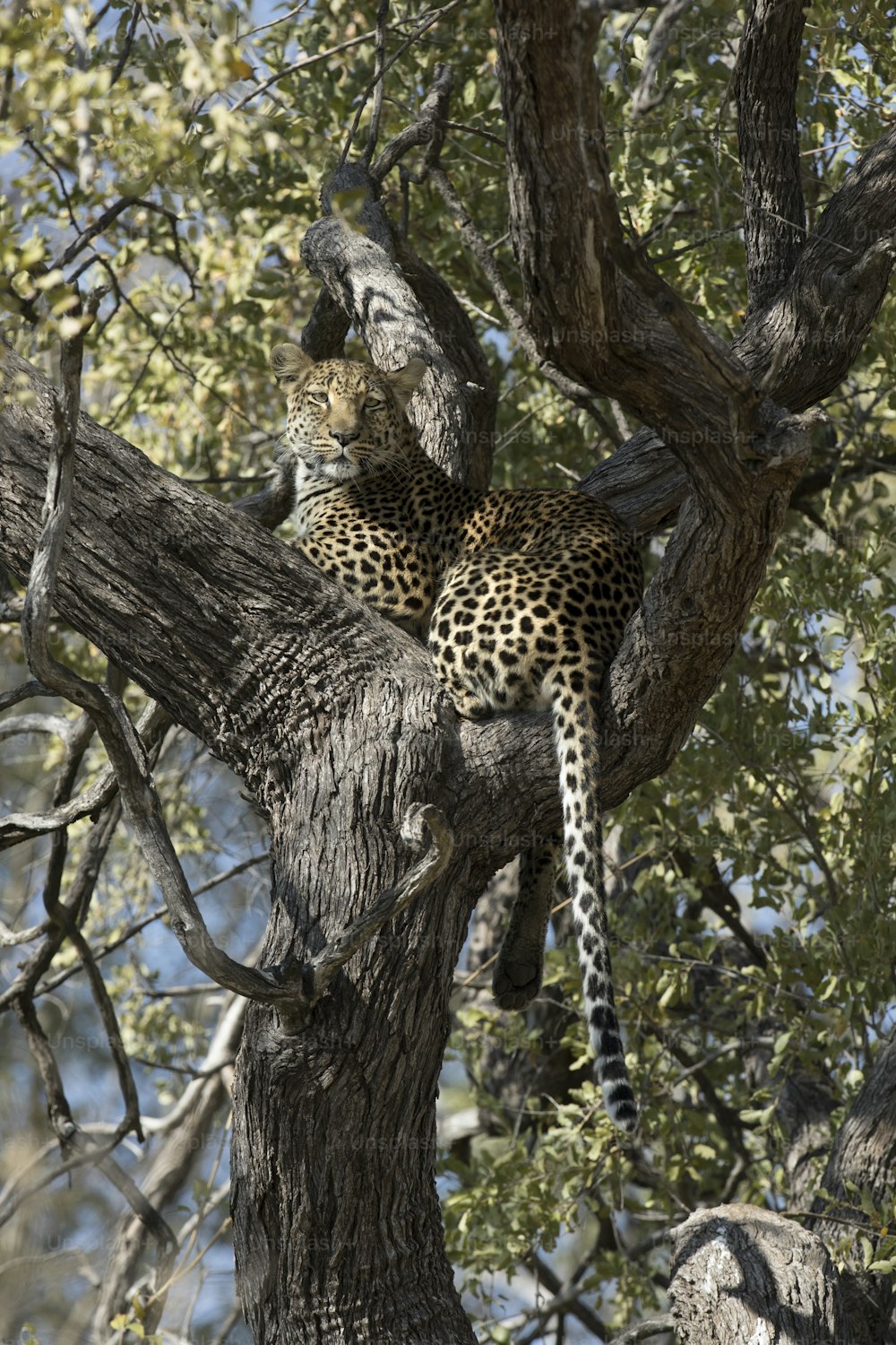 Un léopard dans un arbre. Delta de l’Okavango, Botswana.