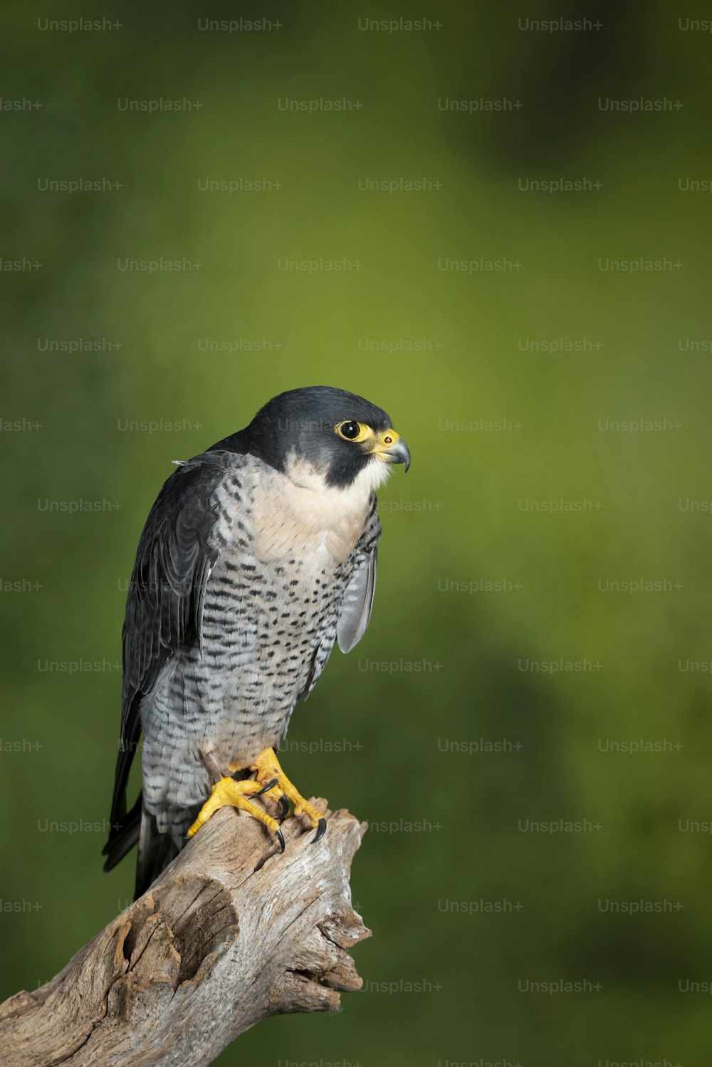 Bellissimo ritratto del falco pellegrino Falco Peregrinus in studio su sfondo verde della natura