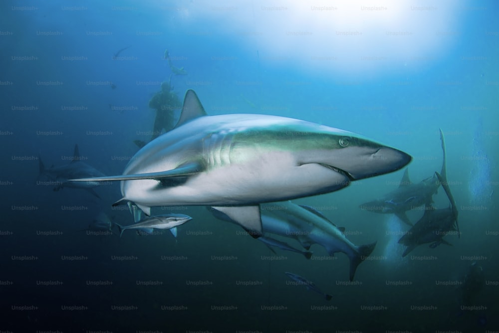Un tiburón de punta balcktip en Sudáfrica