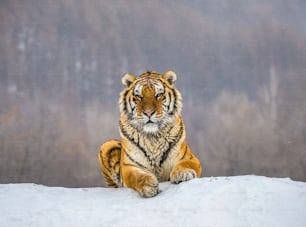 Tigre siberiano (Amur) deitado em uma colina coberta de neve. Retrato contra a floresta de inverno. China. Harbin. Província de Mudanjiang. Parque Hengdaohezi. Parque do Tigre Siberiano. Inverno. Geada dura. (Panthera tgris altaica)