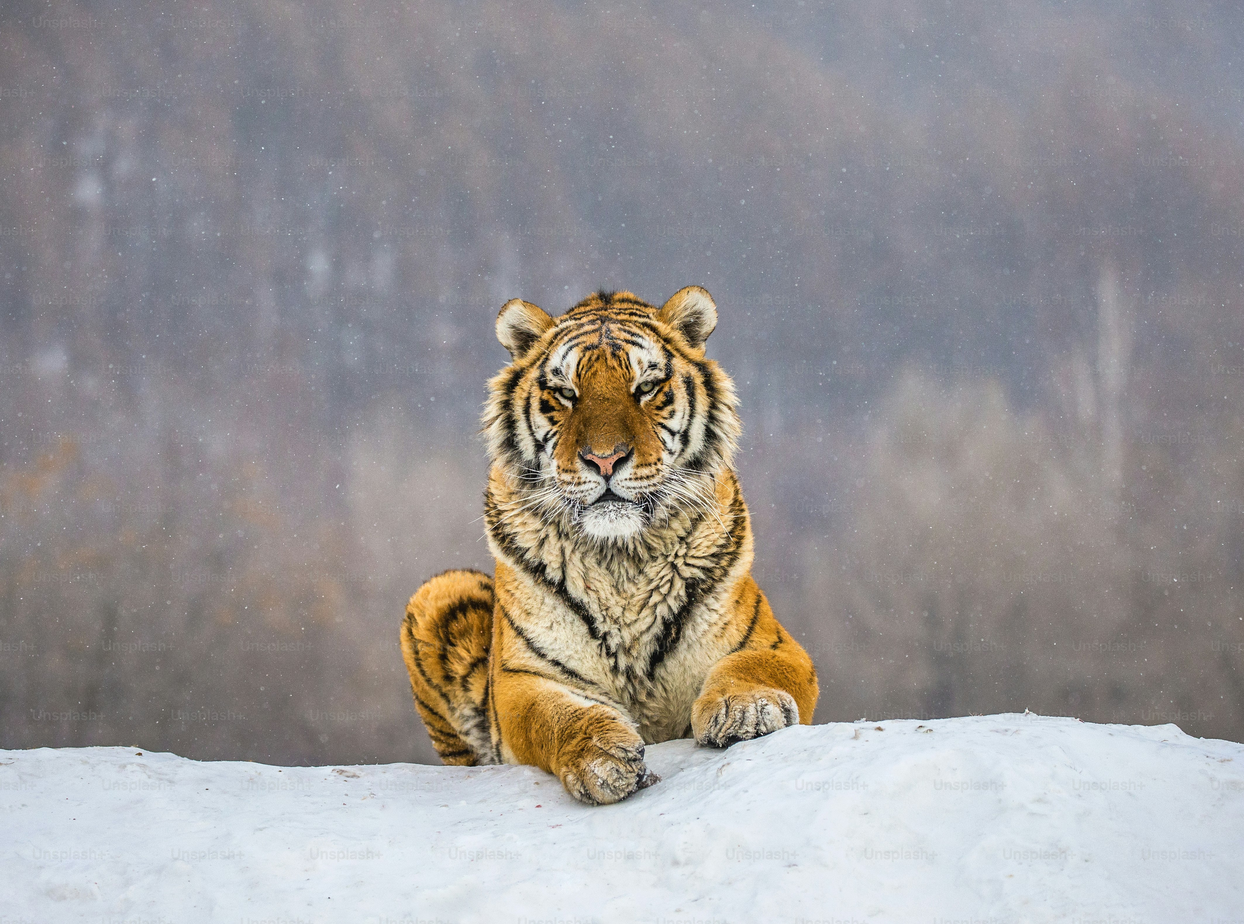 The tiger is one of the most gorgeous creatures on earth, and dedicated Unsplash photographers have ventured into the jungle and captured tigers in all of their glory. You can use these tiger images for free, no need for a jungle visit!