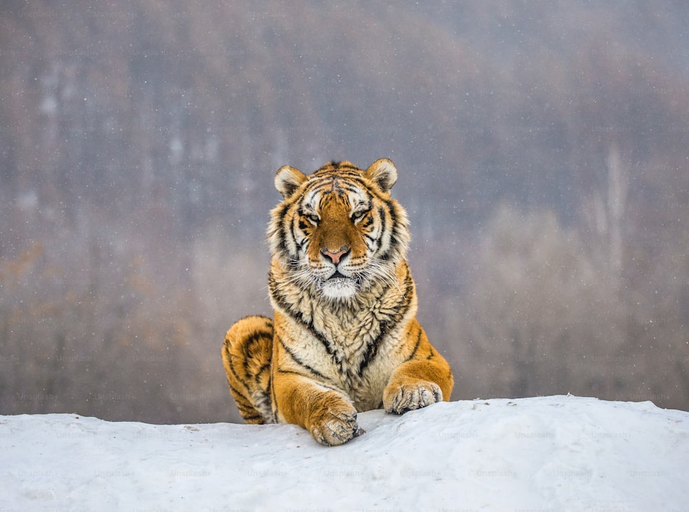 Siberian (Amur) tiger lying on a snow-covered hill. Portrait against the winter forest. China. Harbin. Mudanjiang province. Hengdaohezi park. Siberian Tiger Park. Winter. Hard frost. (Panthera tgris altaica)