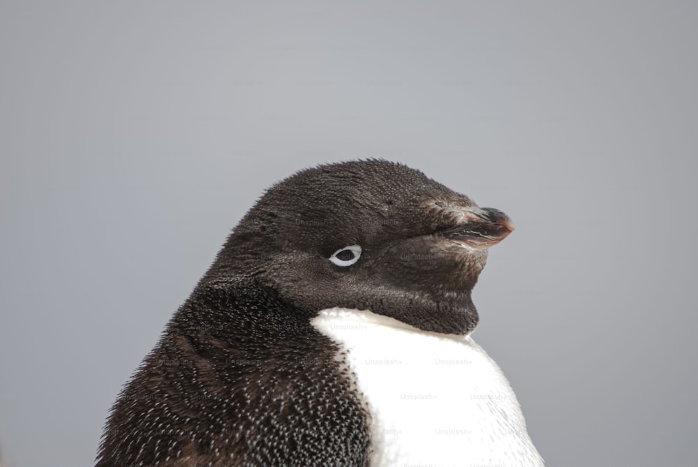 Una testa di pinguino Adelie