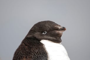 A Head Of Adelie Penguin