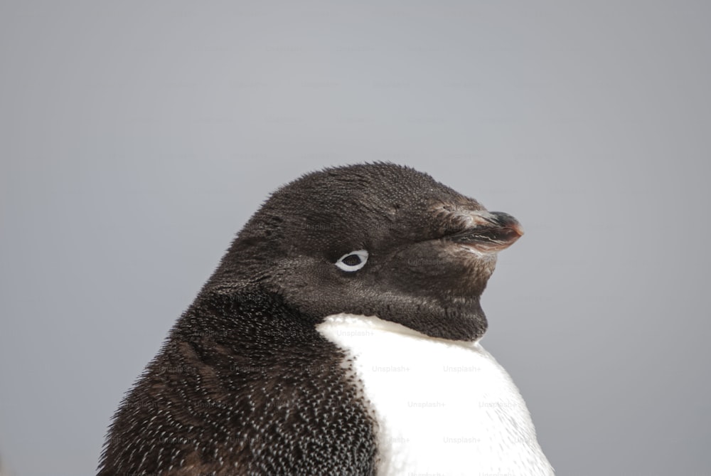 A Head Of Adelie Penguin