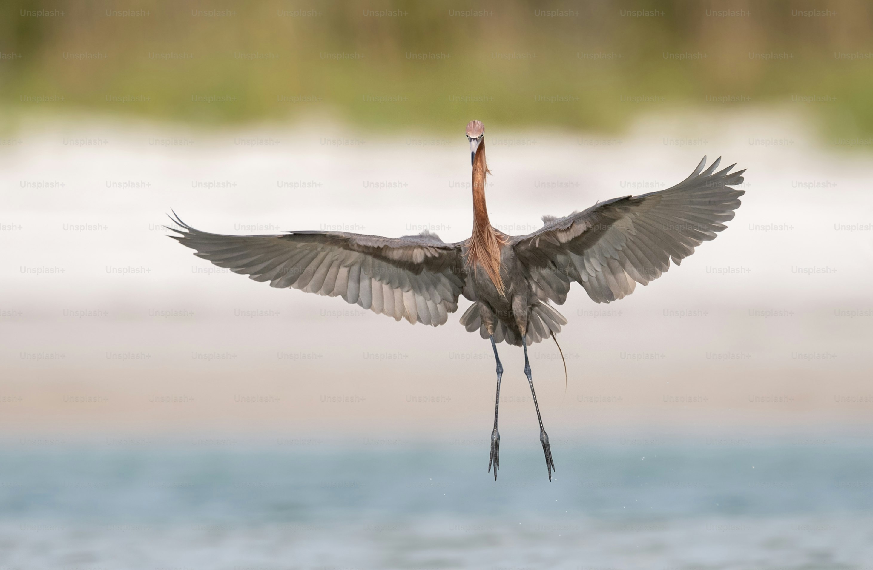 Garceta rojiza en el norte de Florida