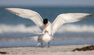 Royal Terns on the Beach in Florida