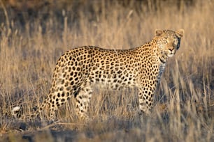 Leopardo a la luz de la tarde