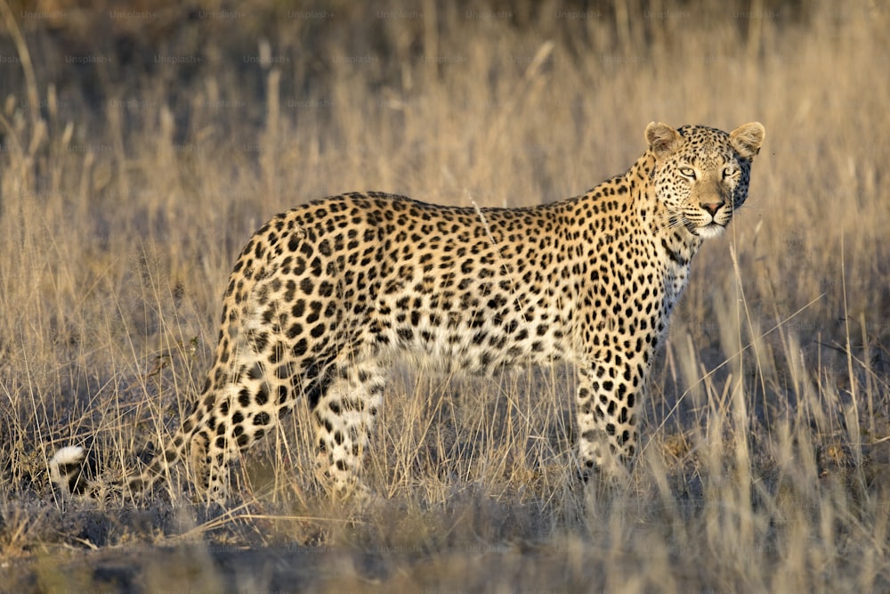 Leopardo na luz da tarde