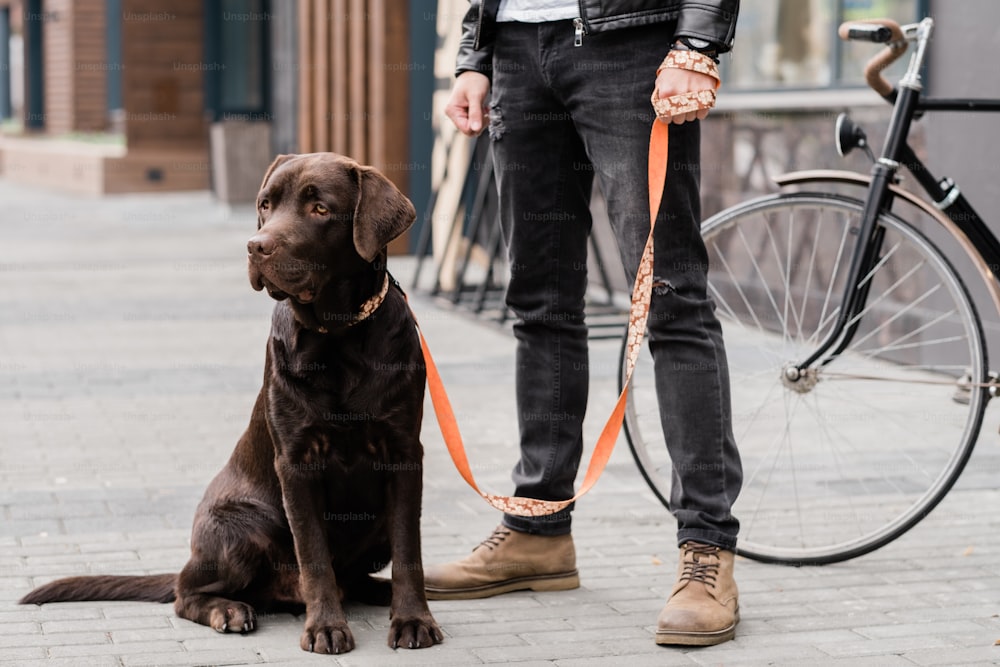 Süßer Labradorhund, der auf Trottoire sitzt, während sein Besitzer in der Nähe steht, während beide in der Stadt chillen