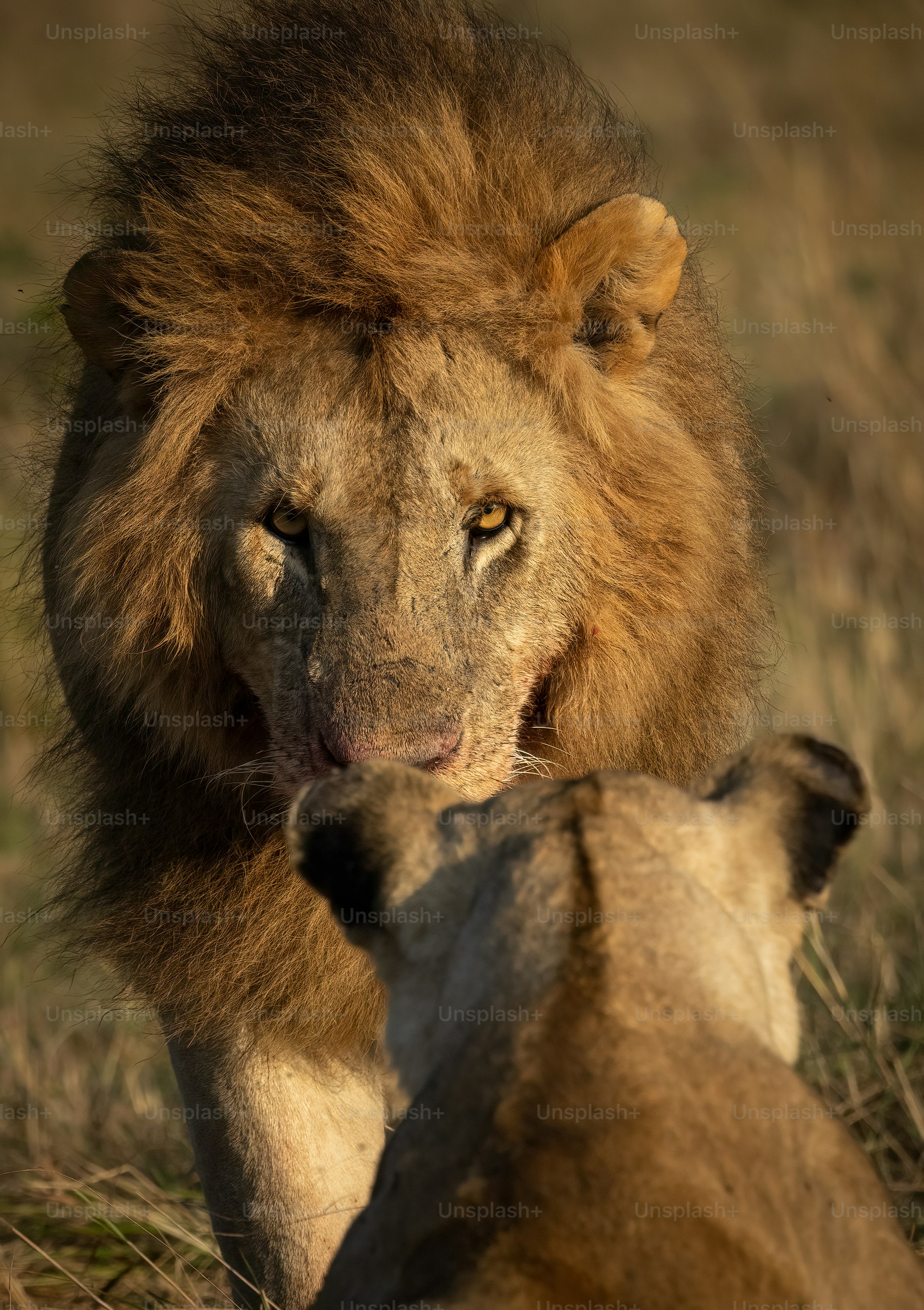 Retrato de un león en el Masai Mara, África