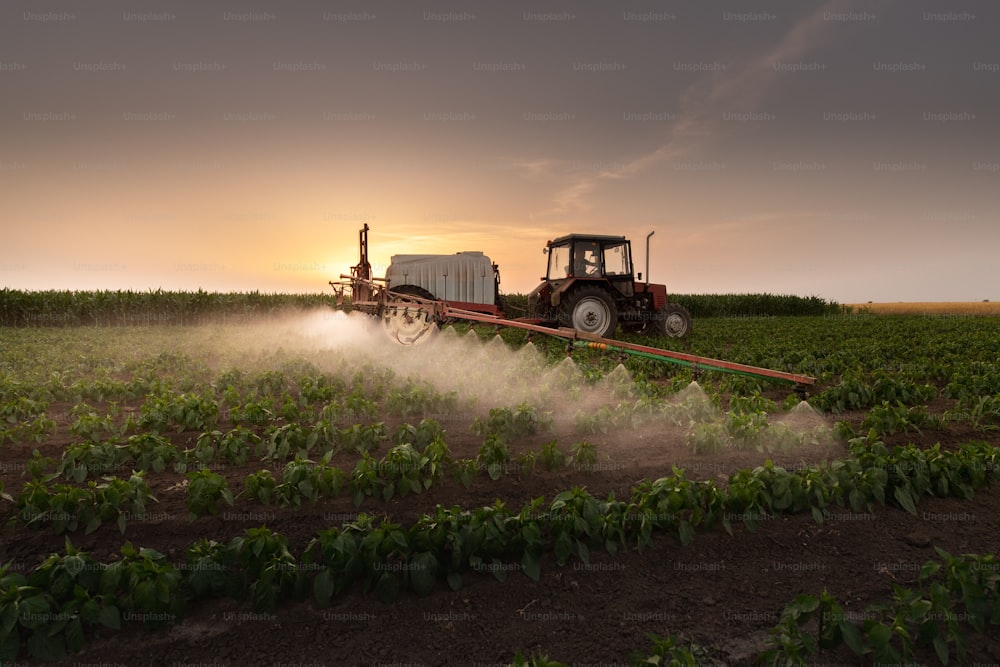 Tractor spraying pesticides on vegetable field  with sprayer at spring