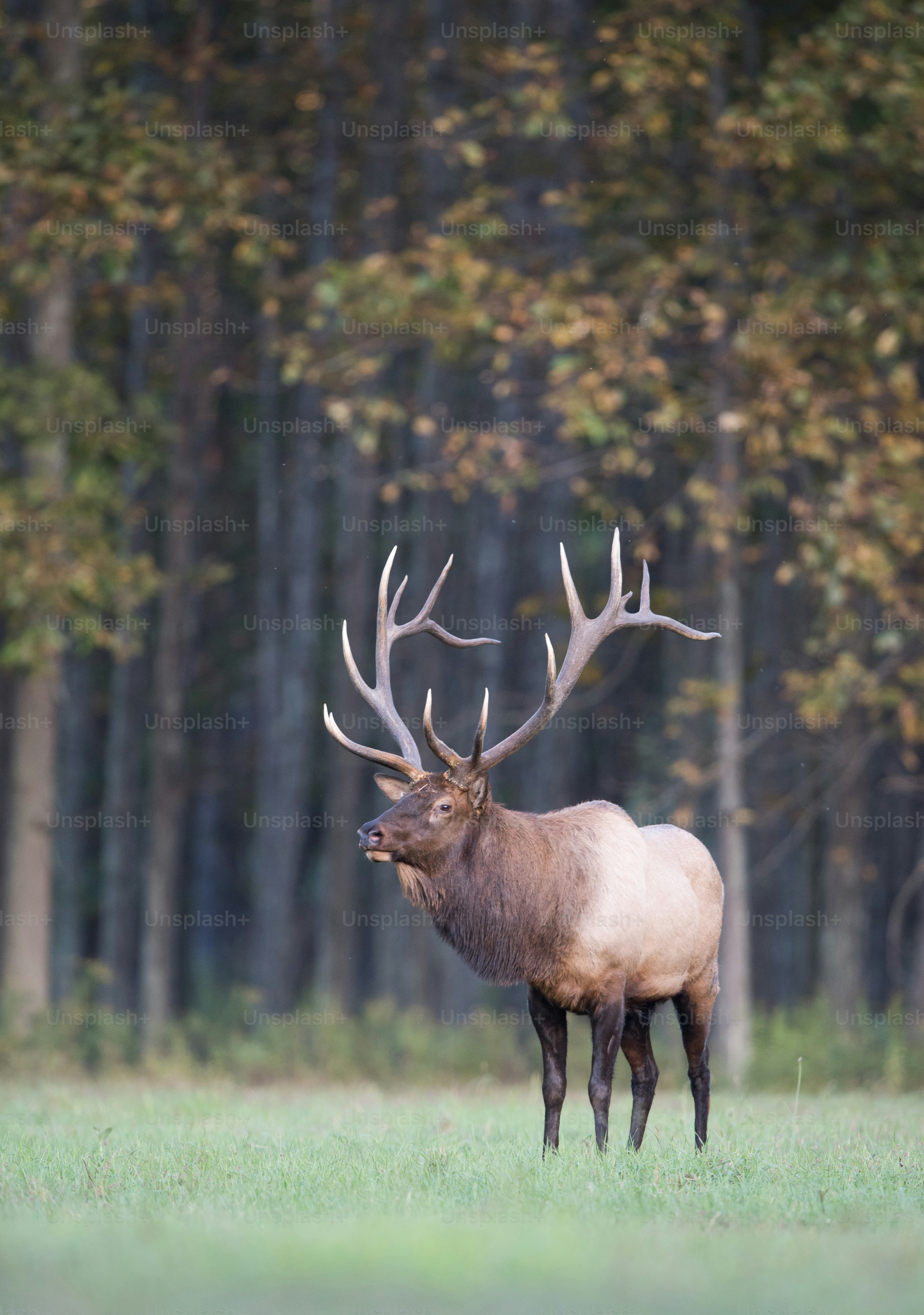 Elk Township, Pennsylvania