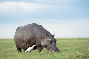 Hippo and  cattle egret feedingHippo and  cattle egret feedingHippo and cattle egret feeding