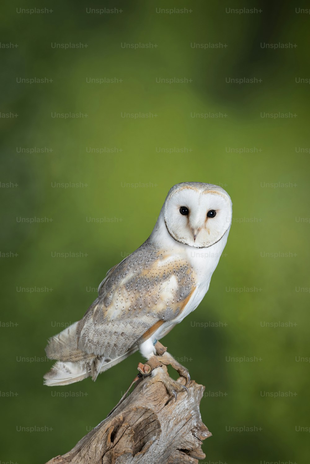 Beautiful portrait of Snowy Owl Bubo Scandiacus in studio setting with mottled green nature background