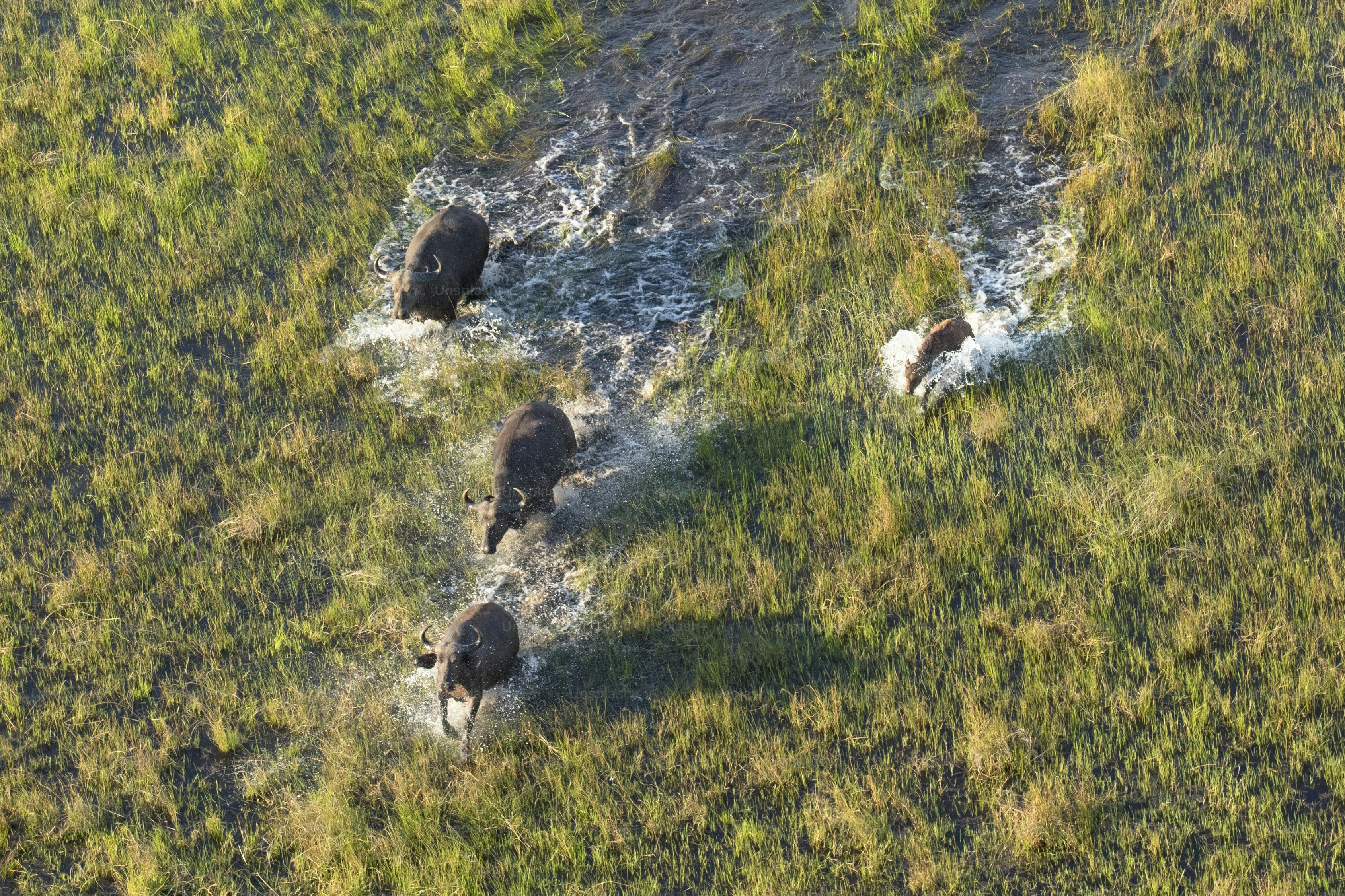 Manada de búfalos en el delta del Okavango
