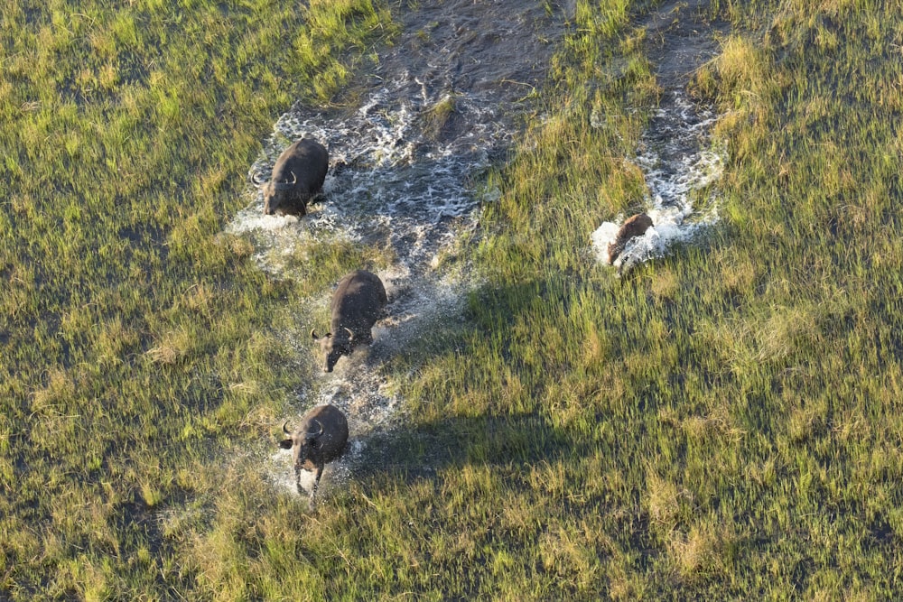 Manada de búfalos en el delta del Okavango